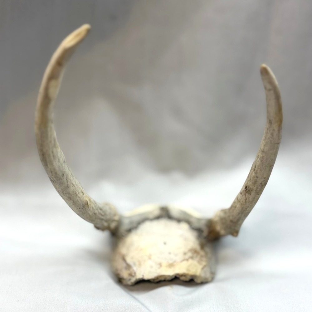 Unbranded Deer Antler Spikes Skull Cap Small Tan Good Vintage Rustic Decor
